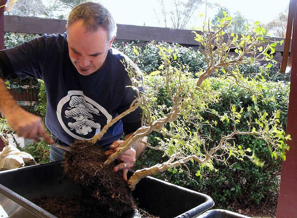 young bonsai canberra maintenance 02